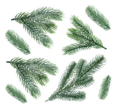 Yılbaşı ağacı dalları beyaz üzerine izole edilmiş, set