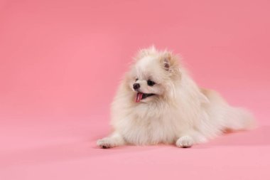 Pembe arka planda sevimli pomeranya köpeği, mesaj için yer