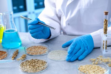 GDO konsepti. Bilimadamları laboratuardaki masada farklı tahıl örnekleriyle çalışıyorlar, yakın plan.