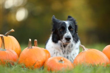 Sonbahar parkında şirin Border Collie köpekleri ve balkabakları
