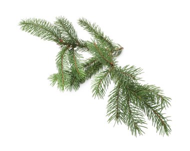 Beyaz arka planda yeşil Noel ağacı dalı, üst görünüm