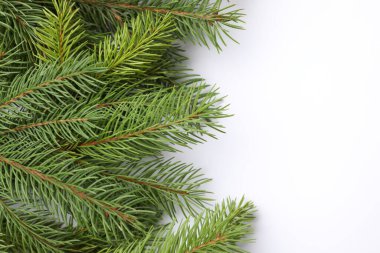 Beyaz arka planda Noel ağacı dalları, düz bir zemin. Metin için boşluk