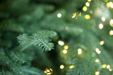 Bulanık Noel ışıkları olan fidan ağacı, yakın plan. Bokeh etkisi