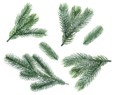 Yılbaşı ağacı dalları beyaz üzerine izole edilmiş, set