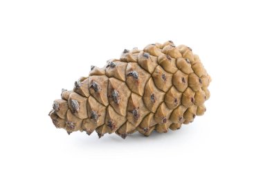 Taze kozalak külahı beyaza izole edilmiş.