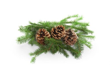 Beyaz arka planda çam kozalakları olan güzel köknar dalları