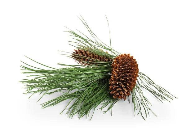 Beyaz arka planda çam kozalakları olan güzel köknar ağacı dalı