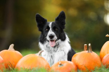Sonbahar parkında şirin Border Collie köpekleri ve balkabakları