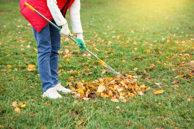 Yeşil çimenlikte yaprakları tırmıklayan bir kadın, yakın plan. Metin için boşluk