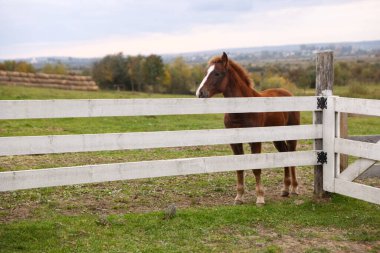 Çayırdaki güzel kahverengi at. Sevimli evcil hayvan