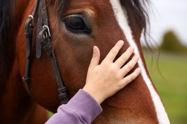At destekli terapi. Küçük çocuk kırsalda güzel bir atı okşuyor, yakından. Sevimli evcil hayvan