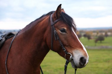 Açık havada güzel kahverengi bir at. Sevimli evcil hayvan