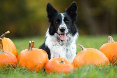 Sonbahar parkında şirin Border Collie köpekleri ve balkabakları