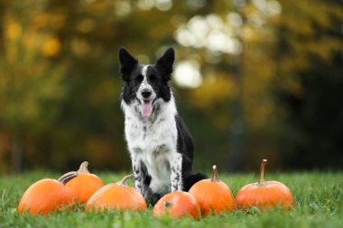 Sonbahar parkında şirin Border Collie köpekleri ve balkabakları
