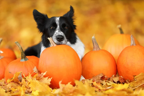Sonbahar parkında şirin Border Collie köpekleri ve balkabakları