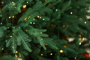 Bulanık Noel ışıkları olan fidan ağacı, yakın plan. Bokeh etkisi