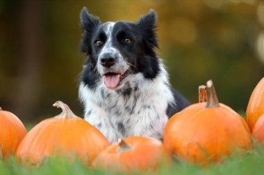 Sonbahar parkında şirin Border Collie köpekleri ve balkabakları