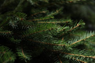 Arka plan olarak güzel Noel ağacı dalları, yakın plan