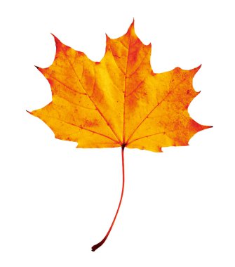 Parlak turuncu yaprak beyaza izole edilmiş. Sonbahar mevsimi
