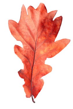 Beyaz üzerinde parlak kırmızı bir yaprak. Sonbahar mevsimi