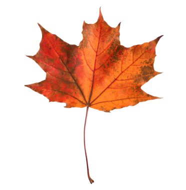 Beyaz üzerinde parlak kırmızı bir yaprak. Sonbahar mevsimi