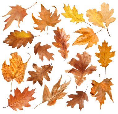 Kahverengi yapraklar beyaza sabitlenmiş. Sonbahar mevsimi