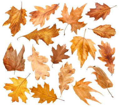 Kahverengi yapraklar beyaza sabitlenmiş. Sonbahar mevsimi