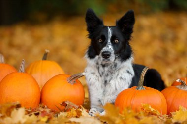 Sonbahar parkında şirin Border Collie köpekleri ve balkabakları