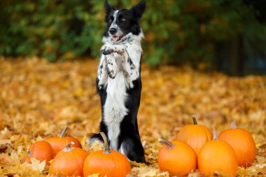 Sonbahar parkında şirin Border Collie köpekleri ve balkabakları