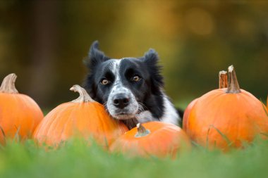 Sonbahar parkında şirin Border Collie köpekleri ve balkabakları