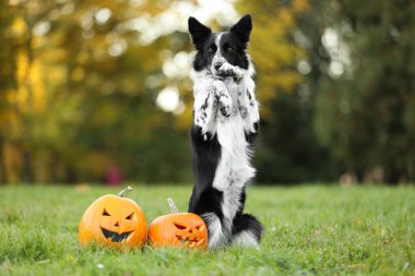 Tatlı Border Collie köpeği ve sonbahar parkında balkabağı.