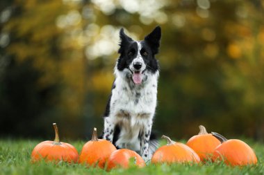 Sonbahar parkında şirin Border Collie köpekleri ve balkabakları