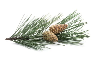 Yeşil kozalaklı çam dalı beyaza izole edilmiş.