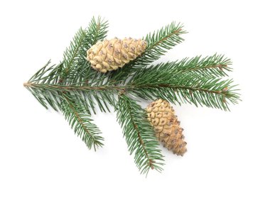 Beyaz çam kozalakları ile ağaç dalları, üst manzara