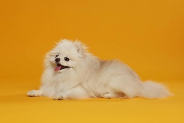 Turuncu arka planda sevimli pomeranya köpeği