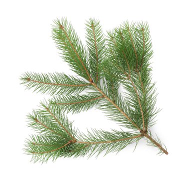 Beyaz arka planda yeşil Noel ağacı dalı, üst görünüm