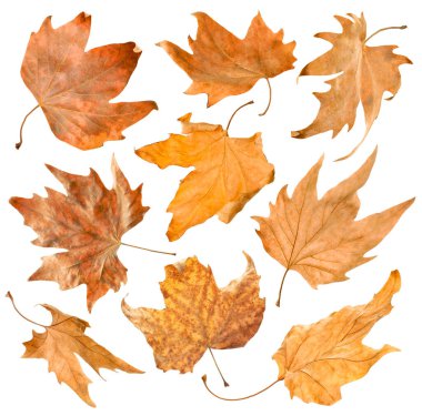 Kahverengi yapraklar beyaza sabitlenmiş. Sonbahar mevsimi