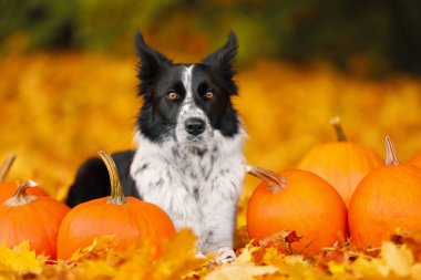 Sonbahar parkında şirin Border Collie köpekleri ve balkabakları