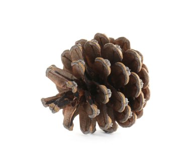 Güzel kuru kozalak beyaza izole edilmiş.