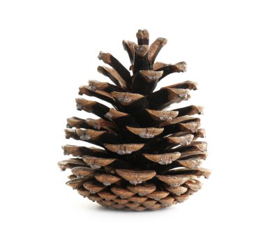 Güzel kuru kozalak beyaza izole edilmiş.