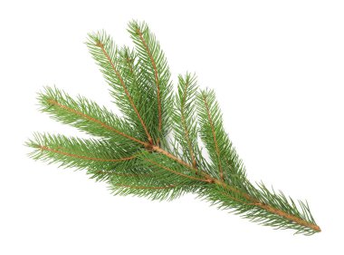 Beyaz arka planda yeşil Noel ağacı dalı, üst görünüm