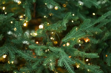 Bulanık Noel ışıkları olan fidan ağacı, yakın plan. Bokeh etkisi