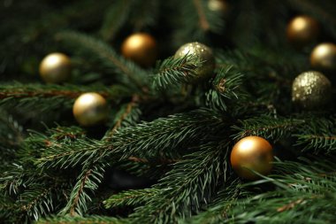 Arka planda Noel süsleri olan güzel çam ağaçları dalları, yakın plan