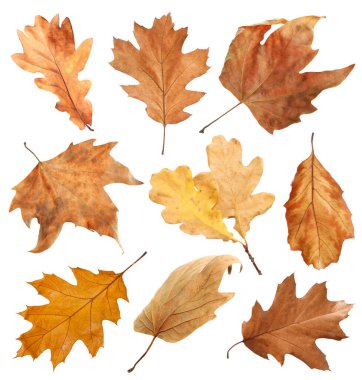 Kahverengi yapraklar beyaza sabitlenmiş. Sonbahar mevsimi