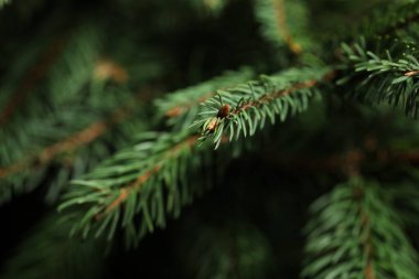 Arka plan olarak güzel Noel ağacı dalları, seçici odaklanma. Metin için boşluk
