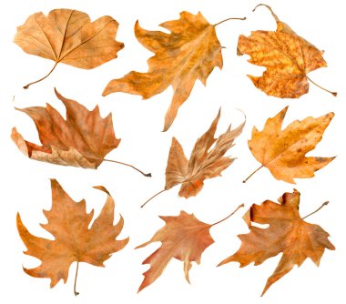 Kahverengi yapraklar beyaza sabitlenmiş. Sonbahar mevsimi