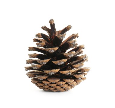 Güzel kuru kozalak beyaza izole edilmiş.