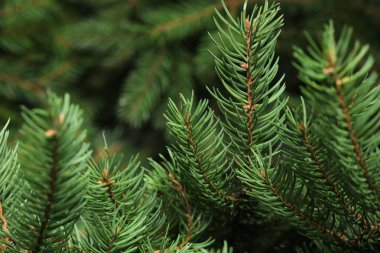 Arka plan olarak güzel Noel ağacı dalları, yakın plan