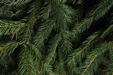 Arka plan olarak güzel Noel ağacı dalları, yakın plan