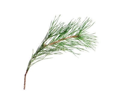 Güzel bir çam dalı beyazda izole edilmiş. Noel ağacı